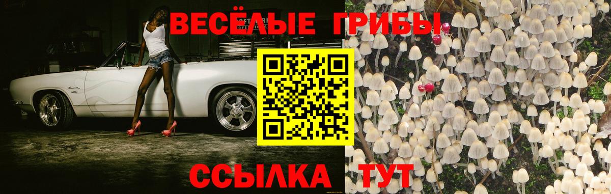 Псилоцибиновые грибы Cubensis Знаменск